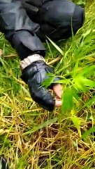 PMDF prende homem com plantação de maconha em Planaltina