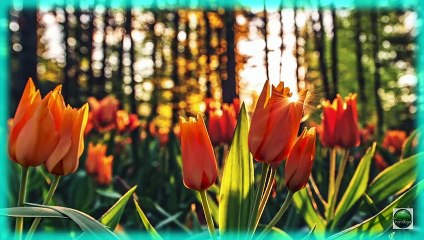 新女人花♡陳瑞