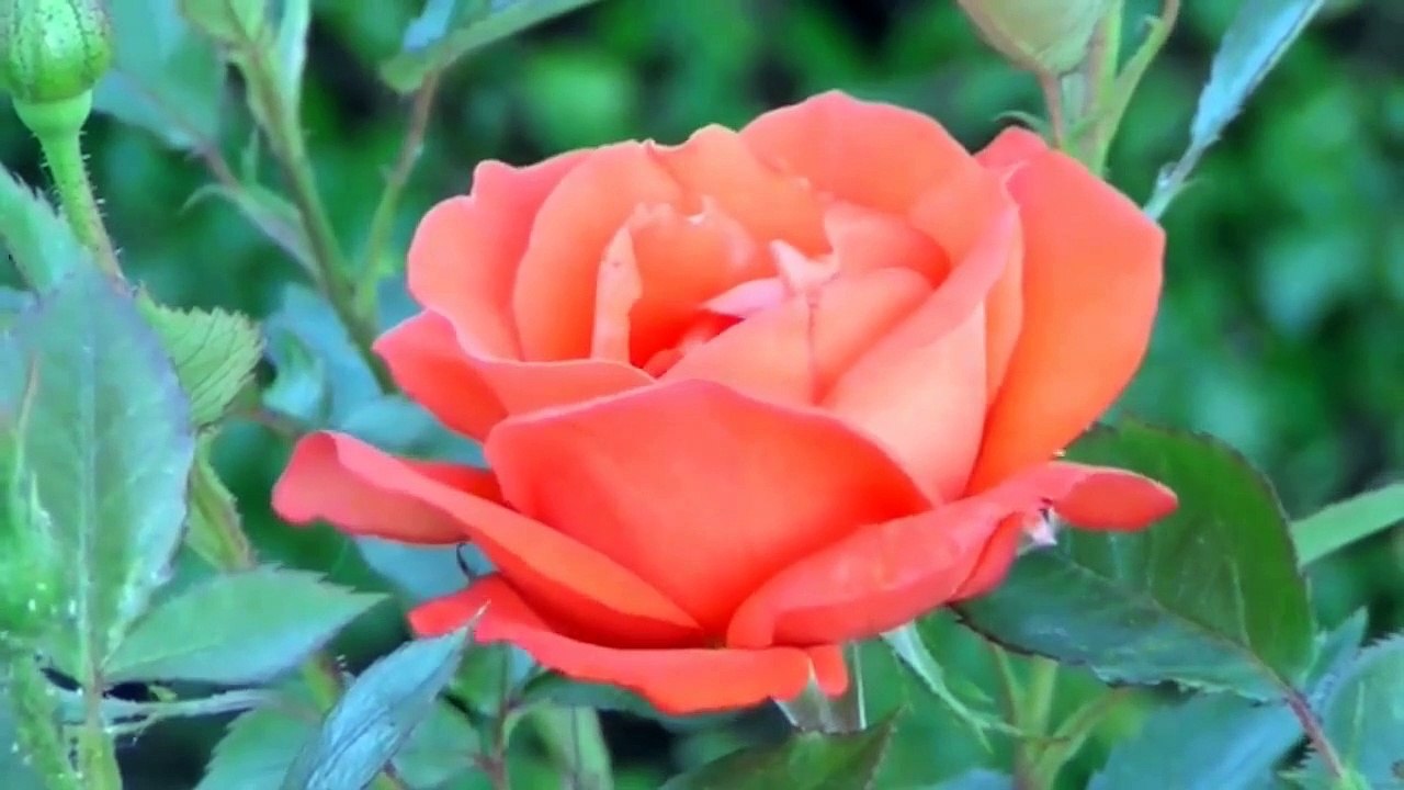 Relaxing With Nature #Relaxation Stress Relief Video!