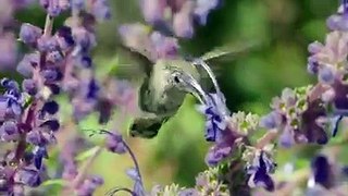 #forest birds singing--#relaxation-#soothing-music #stress#Relaxing Music #Stress #Relief #Insomnia #Meditation sound of nature Relaxing Sounds and Birds Chirping