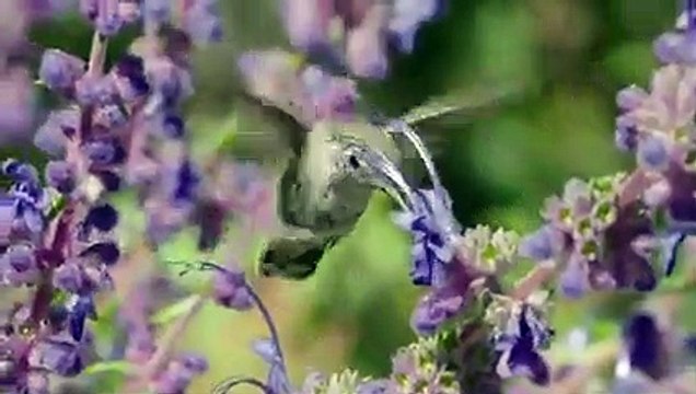 #forest birds singing #relaxation-#soothing-music #stress#Relaxing Music #Stress #Relief #Insomnia #Meditation sound of nature Relaxing Sounds and Birds Chirping