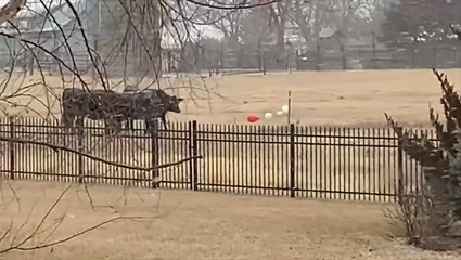 Snow falls across Kansas