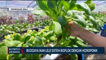 Budidaya Lele Bioflok Dengan Hidroponik