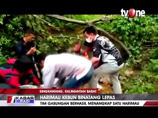 Harimau yang Lepas di Singkawang Berhasil Ditangkap