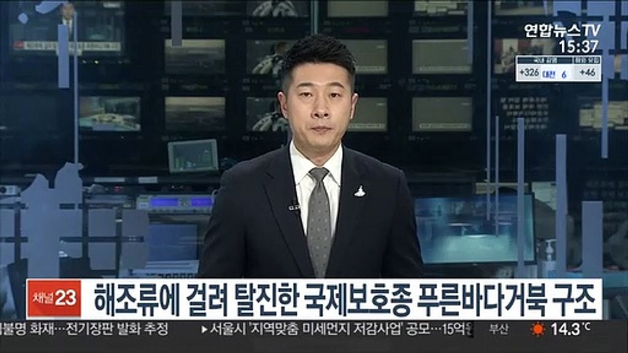 해조류에 걸려 탈진한 국제보호종 '푸른바다거북' 구조