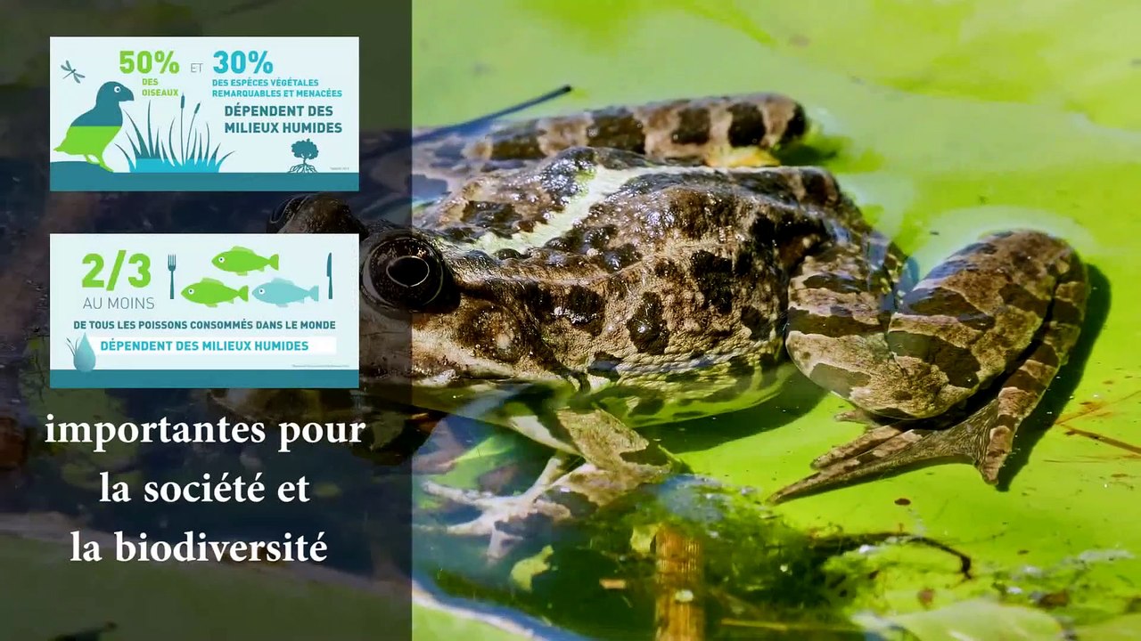 Quelques zones humides d'île de France 2021.