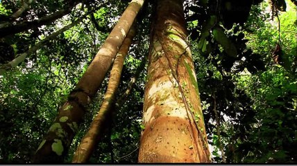 Insectia - Life In A Single Tree