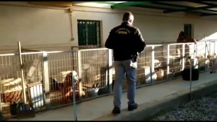 Detenidos en Granada por cortar las cuerdas vocales a decenas de perros en un criadero