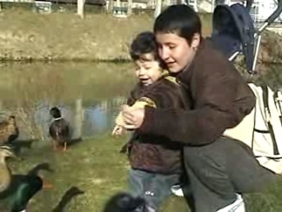 Les canards