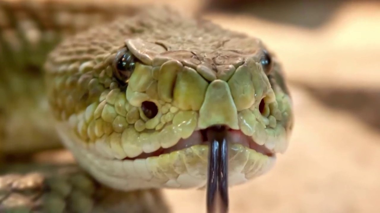 What If The Biggest Snake On The Earth Didn't Go Extinct? Titanboa