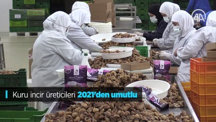 Kuru incir üreticileri 2021'den umutlu