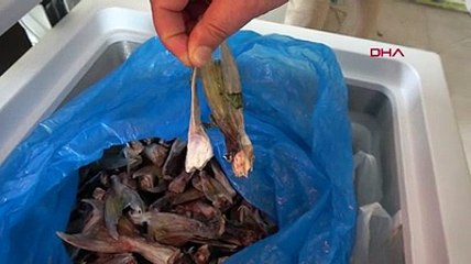 Balon balığı kuyrukları için 20 bin 330 TL ödenecek