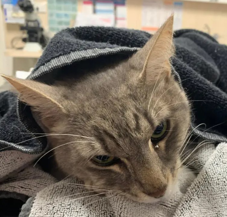 Un chat perd la vie après avoir sauvé 2 jeunes enfants d'un serpent mortel
