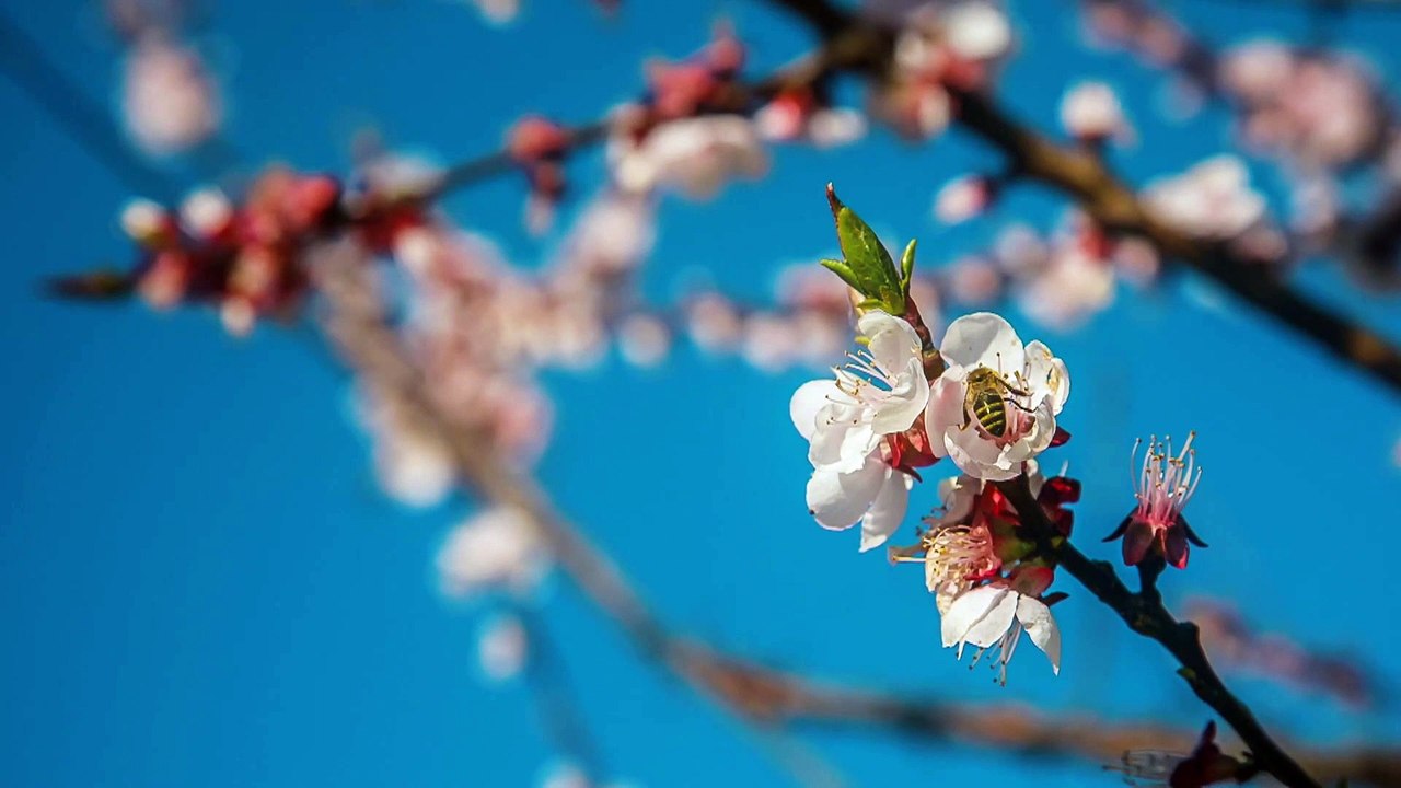 Königinnen ohne Volk: Brexit treibt britische Imker und Obstbauern in die Krise