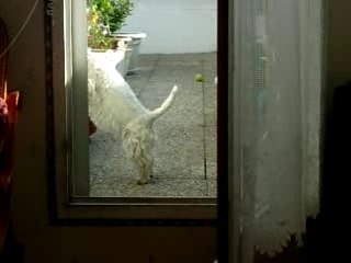 Westie chasse mouche