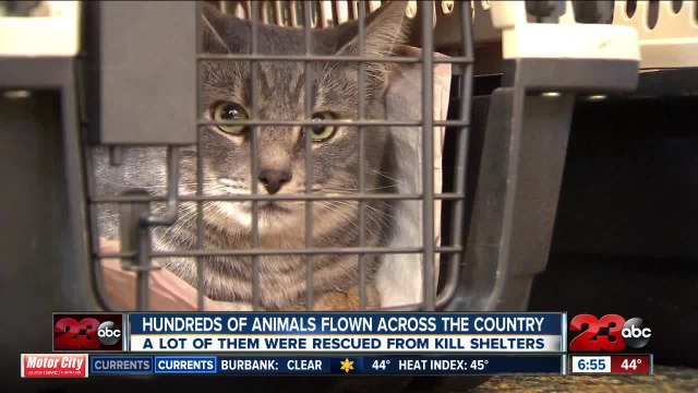 Pilots For Paws saves animals from high-kill shelters