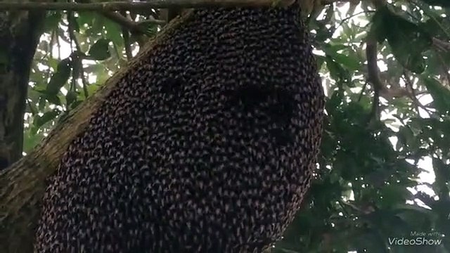 La technique de défense des ces abeilles géantes est impressionnante : ondulations défensives