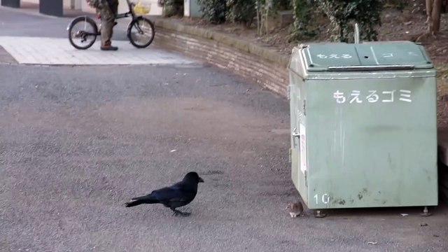 Quand un corbeau et une souris font un drôle de jeu... trappe-trappe