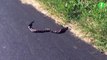 Ces 2 serpents se lancent dans une danse très spéciale en pleine route