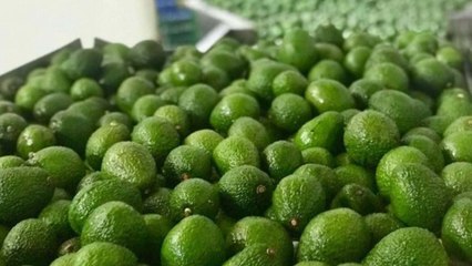 Aguacate Hass siembra expectativas para la reactivación del agro