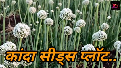 #कांदा #onion #प्याज. कांदा सीड्स प्लॉट _ अशाप्रकारे तयार केले जाते कांदा बियाणे_ #shetwari  #शेत वारी