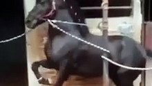 The horse is dancing