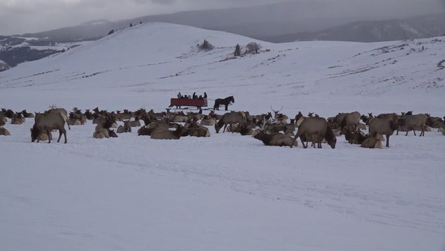 Where the elk go during Wyoming winters