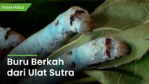 Prospek Bisnis Milenial: Memulai Bisnis Budidaya Ulat Sutra di Rumah