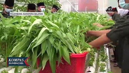 Berkebun Hidroponik Santri Ponpes Di Sumsel Raup Keuntungan