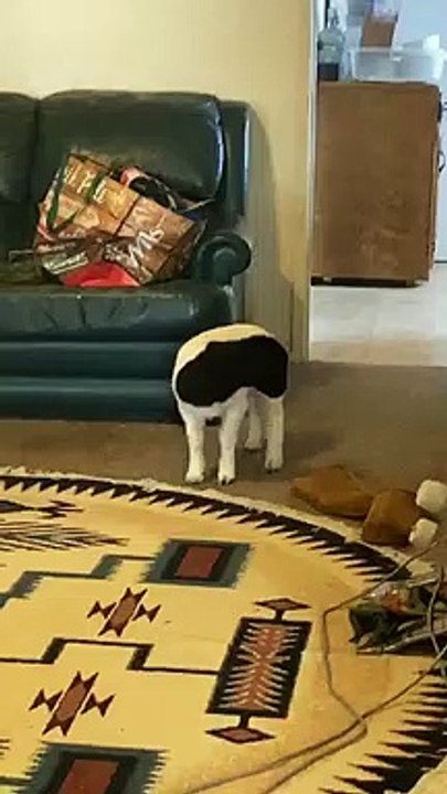 Surprised Lamb Responds With a Scream