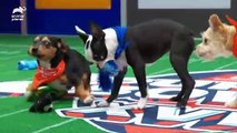 Therapy Puppy's Road To The Puppy Bowl _ Puppy Bowl XVII