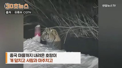 [30초뉴스] 마을에 내려온 호랑이…개 덮치고 사람과 마주치고