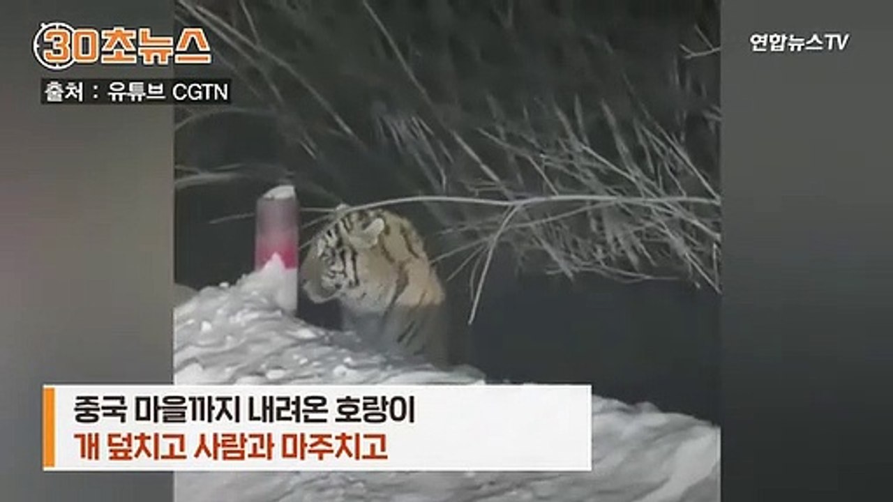 [30초뉴스] 마을에 내려온 호랑이…개 덮치고 사람과 마주치고