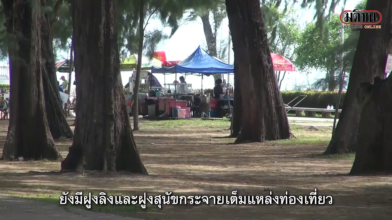 ฝูงลิงยึดหาดสมิหลา ร้องหน่วยงานรัฐจัดการ