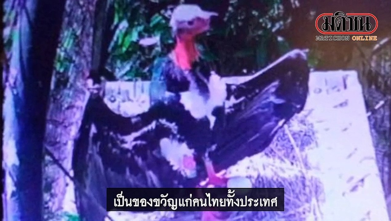 ครั้งแรกในเอเชีย พญาแร้งออกไข่