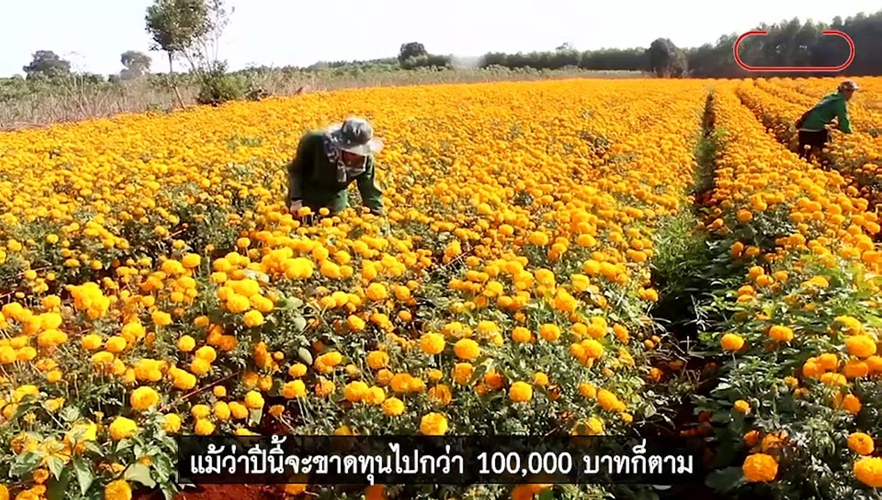 ดาวเรืองราคาตกวูบ เกษตรกรตัดใจไถทิ้งทำปุ๋ย