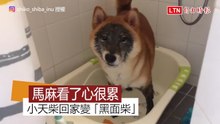 黃柴回家變「黑面柴」 女主人：難道我養了狐狸還是浣熊？