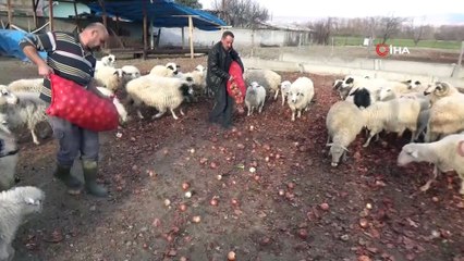 Fiyatıyla Gündem Olmuştu, Şimdi Koyunlara Yediriliyor
