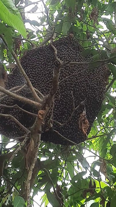 Beautiful Bee Hive Behavior