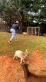 Pet Goat Rolls Over and Plays Dead