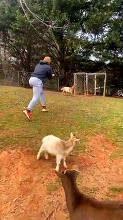 Pet Goat Rolls Over and Plays Dead