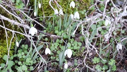 Spil Dağı'nda kardelenler boy gösterdi