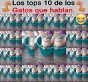 LOS GATOS QUE HABLAN