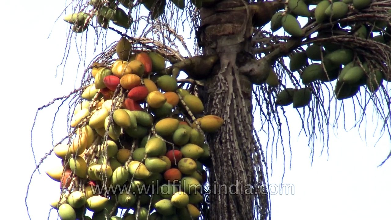 Areca nuts (Betel nut) ready for harvest - Kerala