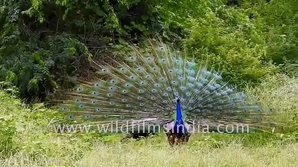 Peacock's courtship catches leopard's attention, leopard skulks in grass for a clear approach...