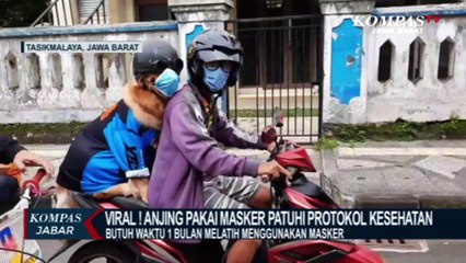 Lucu, Anjing Pakai Masker Keliling Kota Tasikmalaya