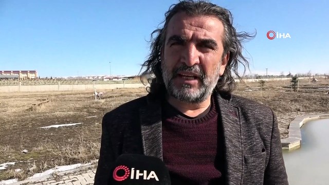 Yaz aylarında Van’a gelen flamingolar, kışı Van Gölü’nde geçiriyor