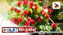 Mga rosas, pinatutubo sa high-tech na taniman sa Tagaytay; mga bulaklak, imported galing Holland