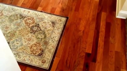 German Shepherd takes action after finding cat sleep in her bed