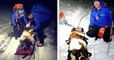 Pyrénées-Orientales : une chienne Saint-Bernard a été sauvée par des secouristes en haute montagne